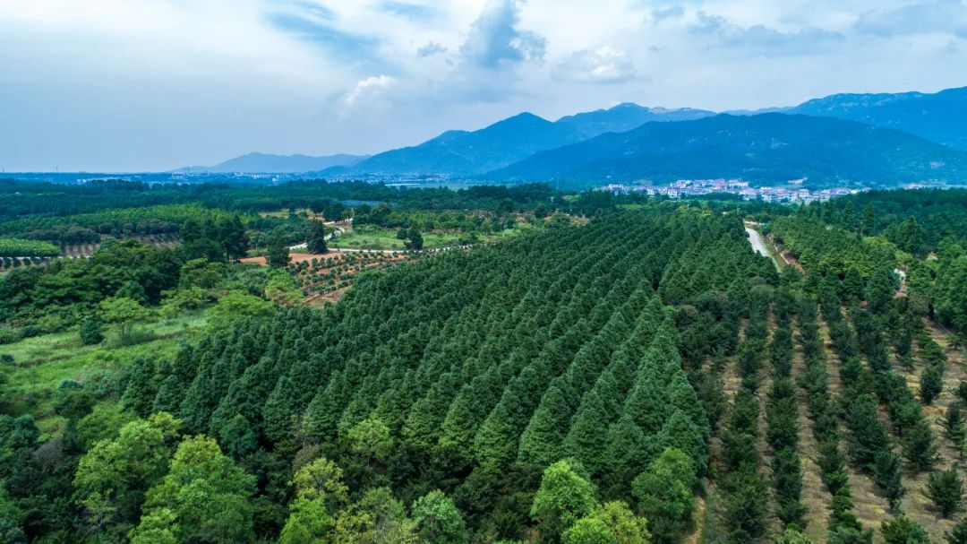 林业碳汇发展趋势,林业碳汇绿色发展