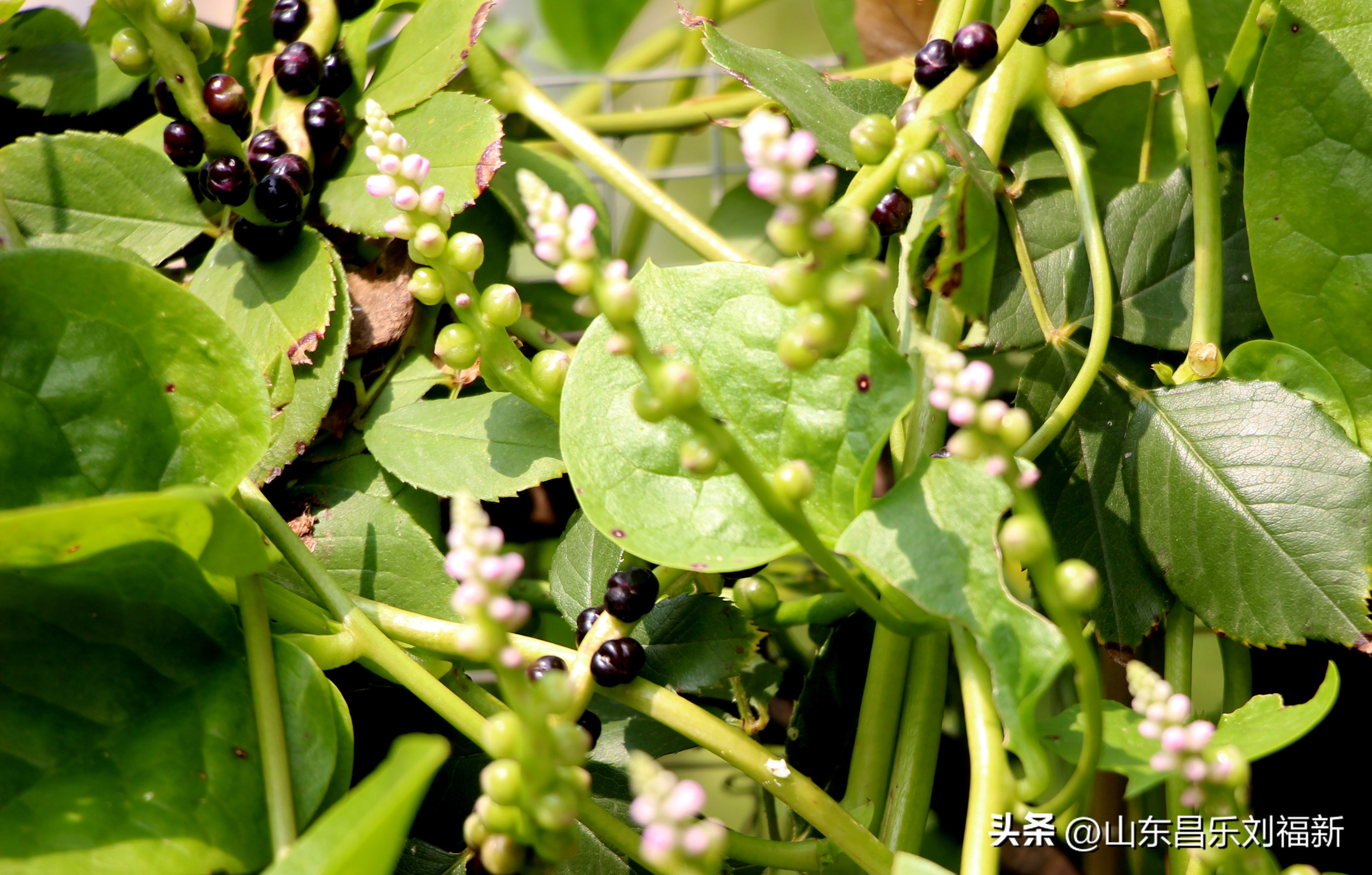 碧水龙庭深圳7栋4单元,顺光风景片拍摄