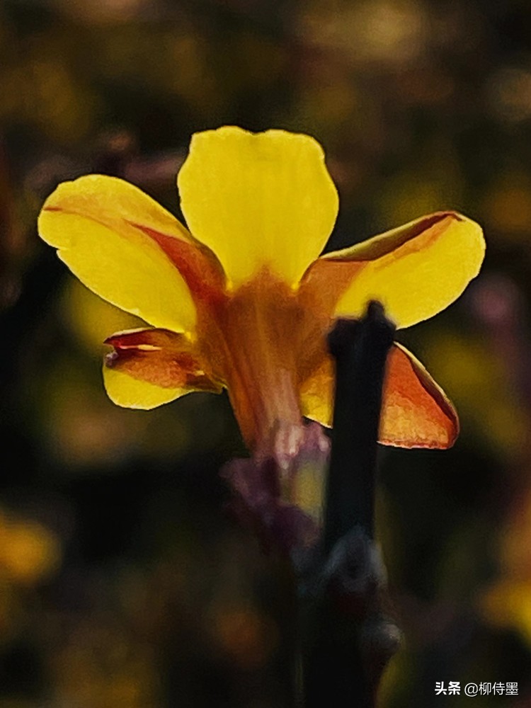 手机摄影照片细节拍摄技巧,手机摄影拍照的五大误区