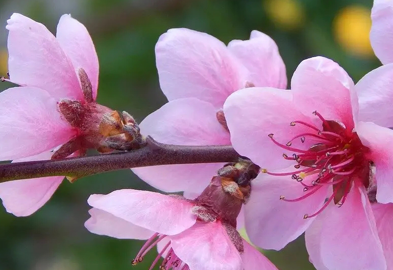 2023年闰2月和往年有什么区别,为什么讲2023年是双春年