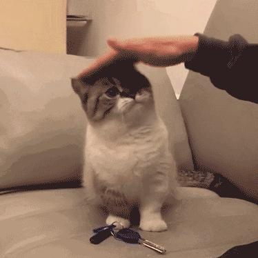 猫咪坐姿分辨性别,猫咪坐姿判断性别