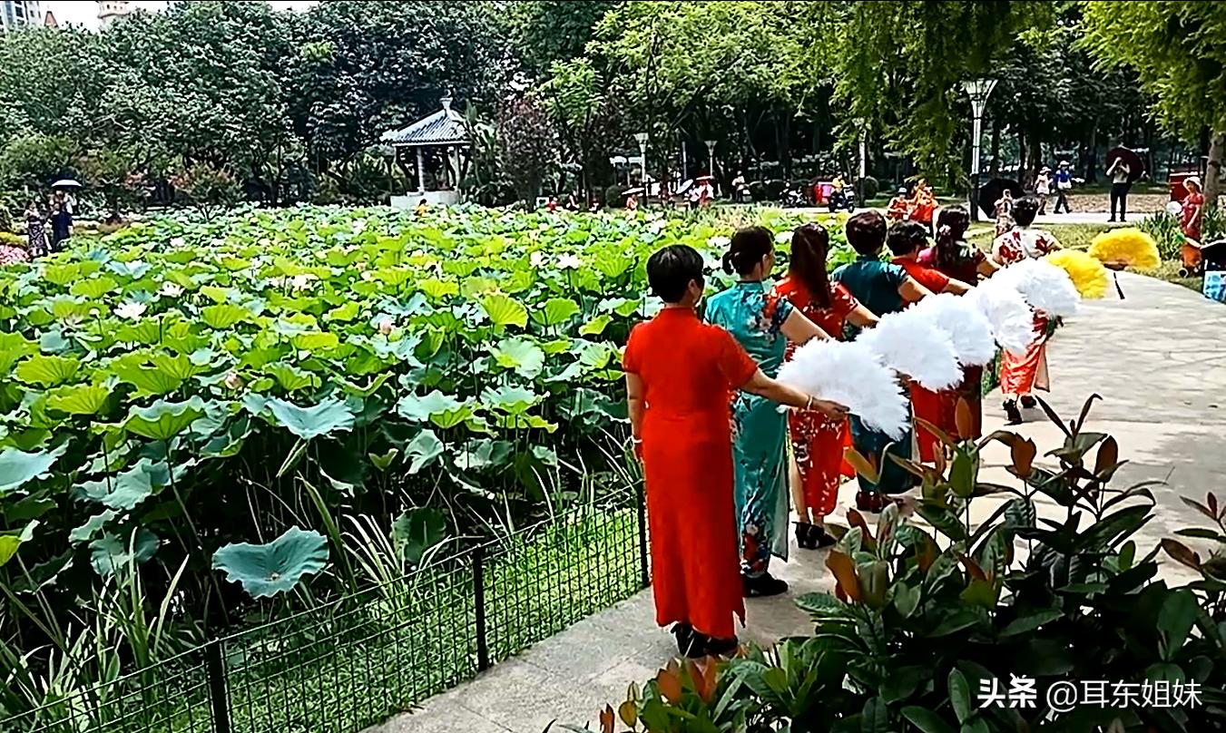 佛山公园里的荷花已悄然绽放,佛山人去旅游