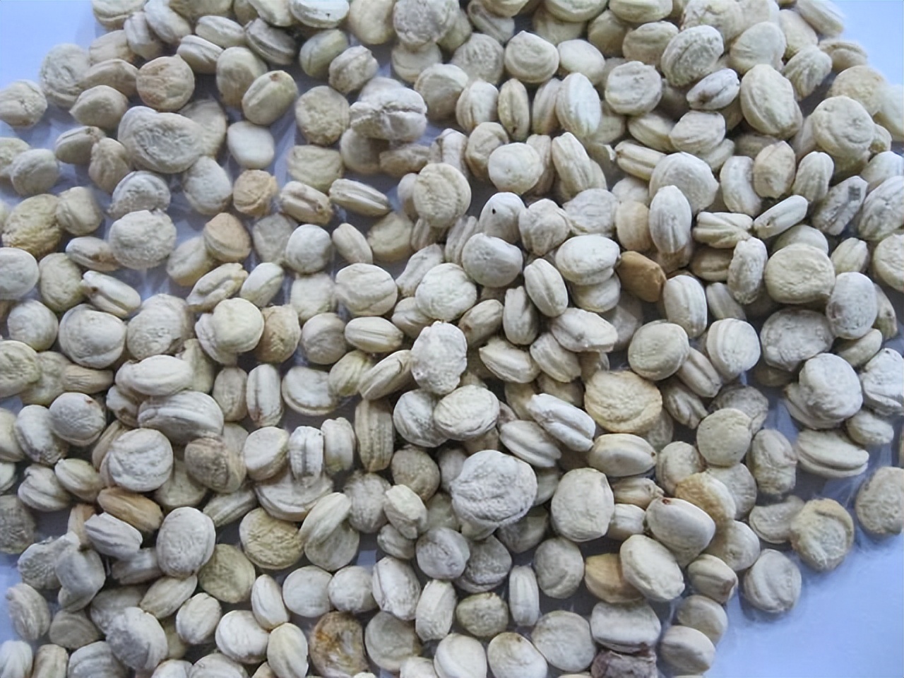 美国西洋参和中国西洋参有啥区别,美国产的西洋参好处是什么