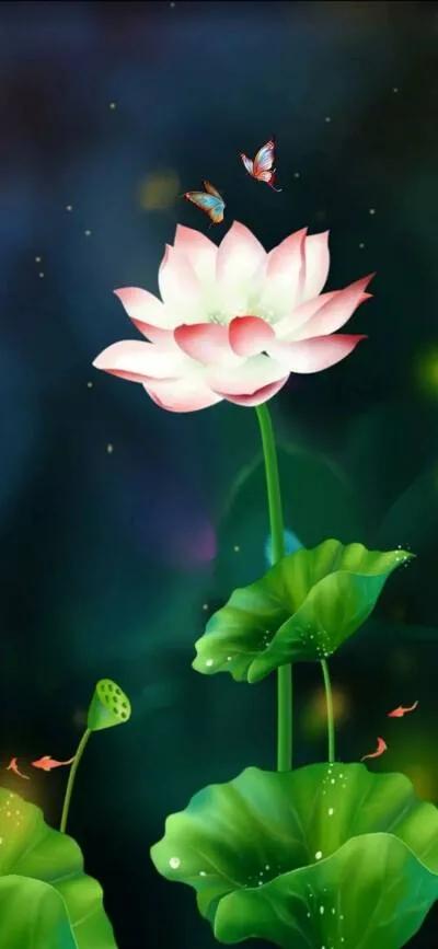 漂亮美丽的荷花壁纸,雨中荷花壁纸荣盛城