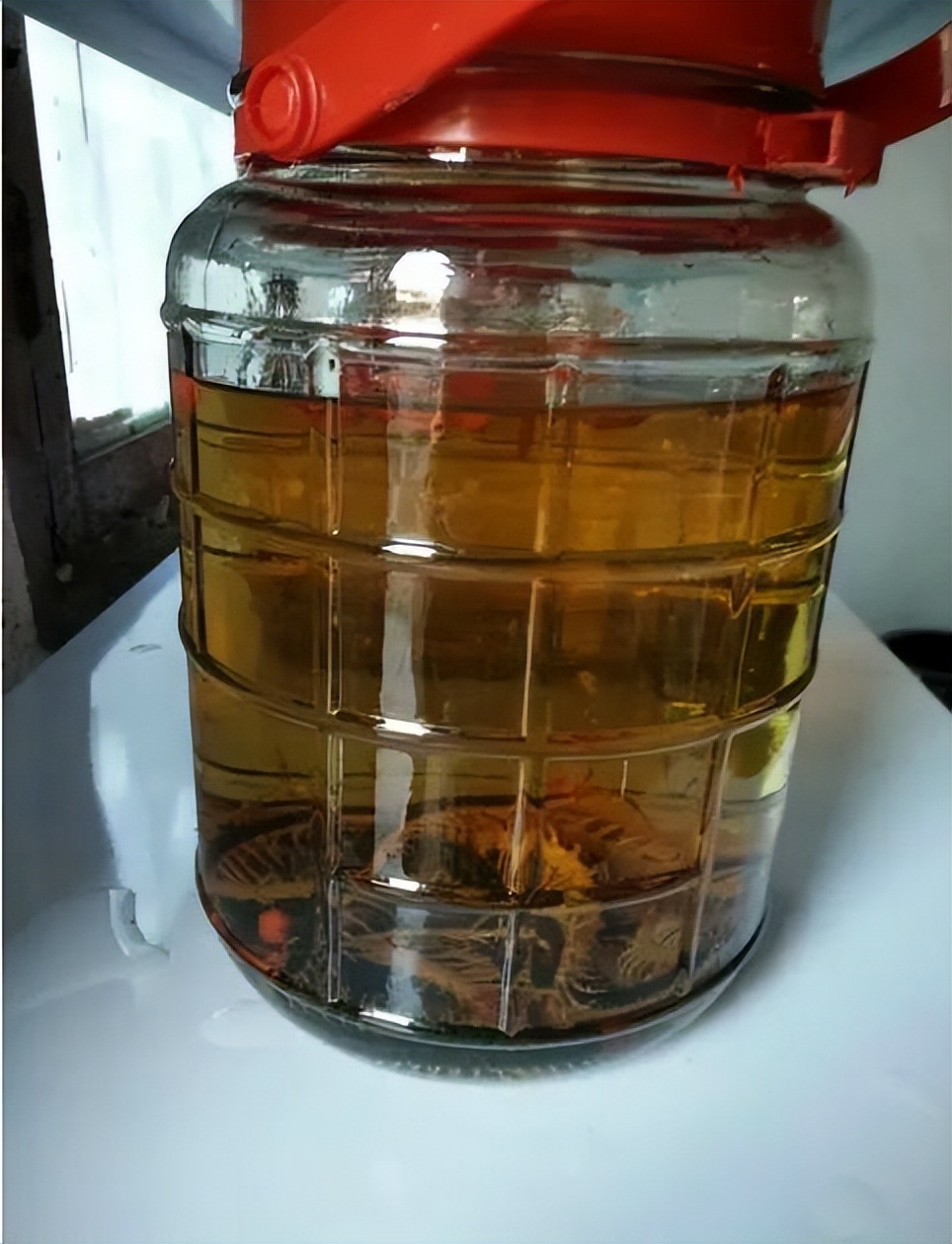 世界10大最毒蜈蚣视频,海关查获10只巨人蜈蚣恐怖视频