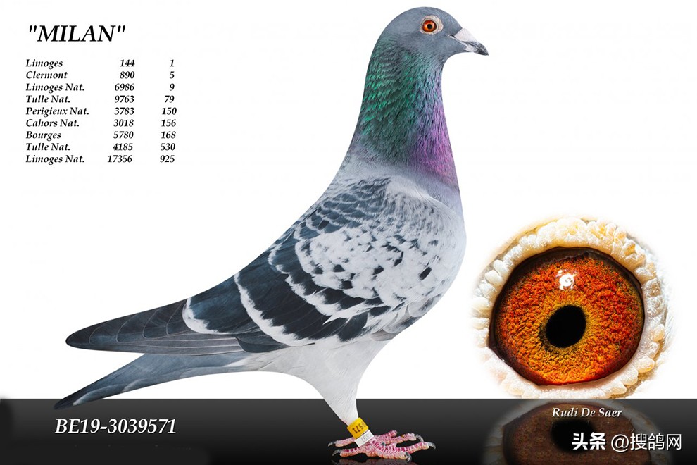 鲁迪狄萨尔信鸽,鲁迪戈贝尔季后赛表现