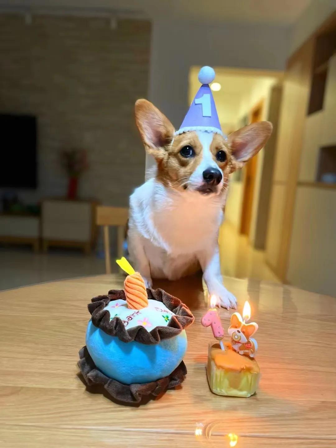 爱宠记‖像对爱情一样慎重