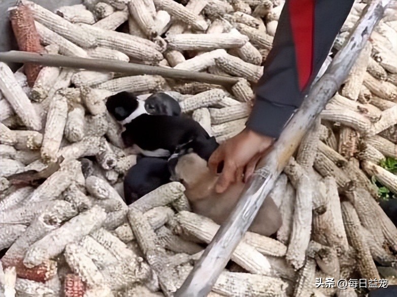 狗妈妈产后流血，眼看着就要不行了，还特意给宝宝喂了次奶