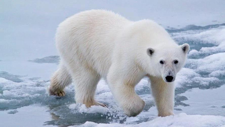 百兽之王和北极熊,百兽之王北极熊