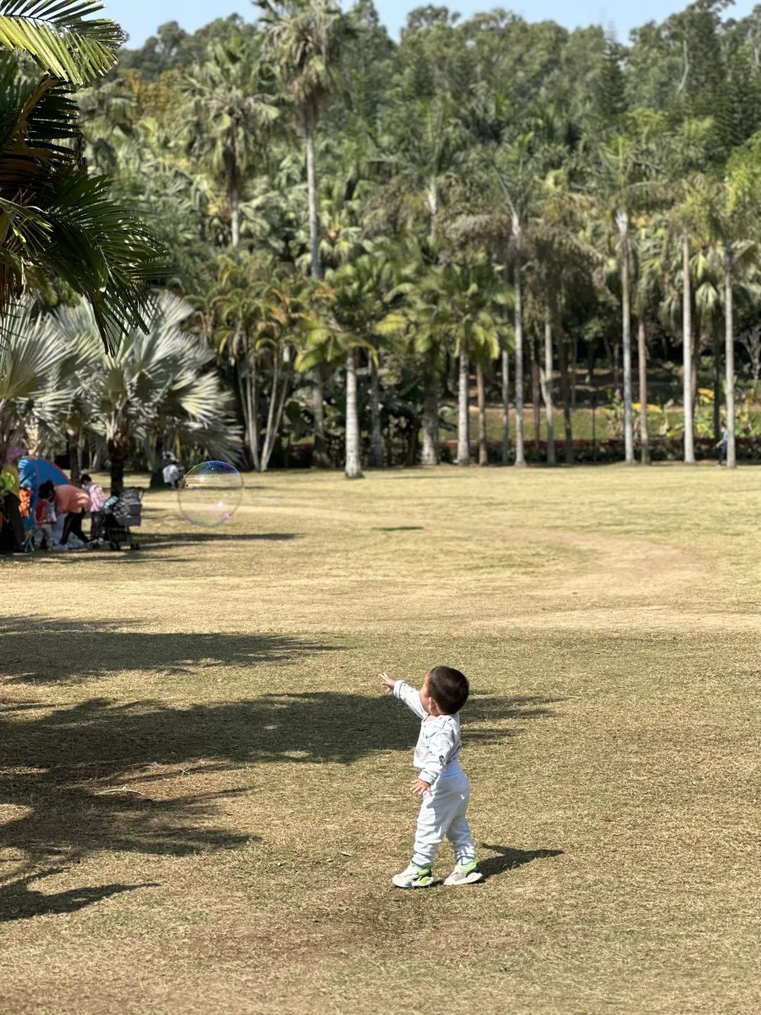 深圳福田免费公园排名前十名,福田中心公园游玩攻略