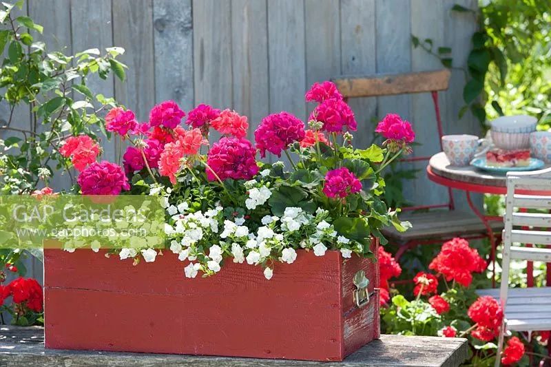 入门天竺葵的扦插方法图解,天竺葵扦插跟绣球扦插方法一样吗