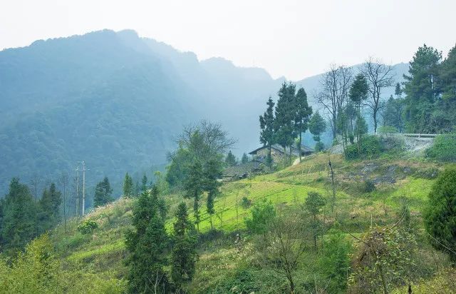 大竹火爆菜材料,大竹是如何火爆全网的