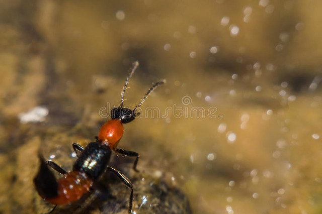 被隐翅虫毁容会好吗,隐翅虫脸上毁容