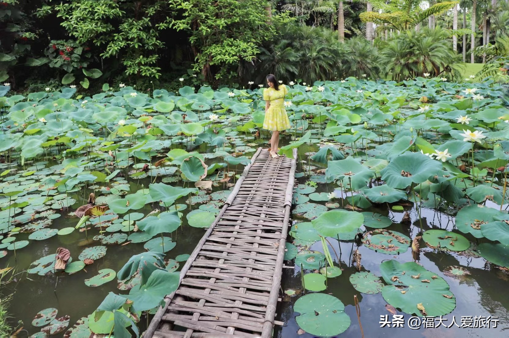 云南西双版纳热带植物园官网,西双版纳植物园全面讲解