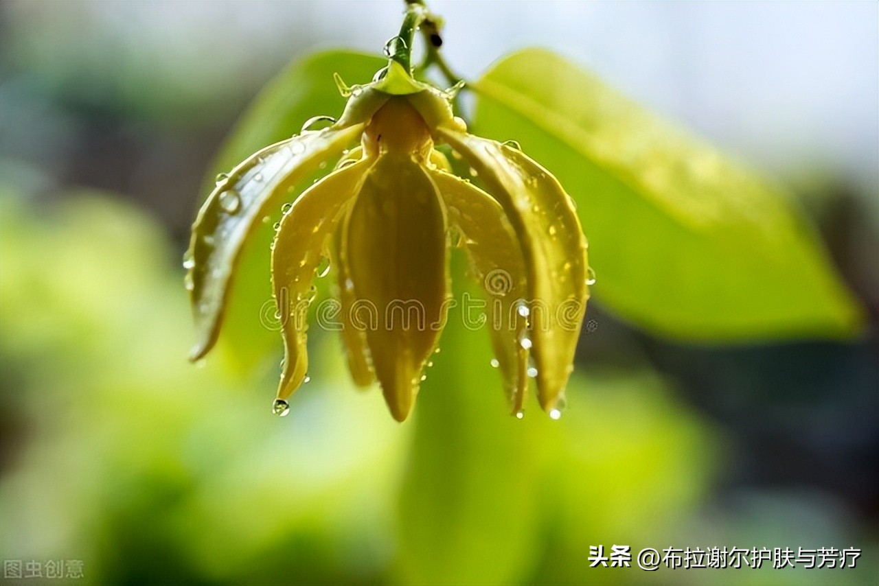 依兰精油香氛,依兰芳香精油