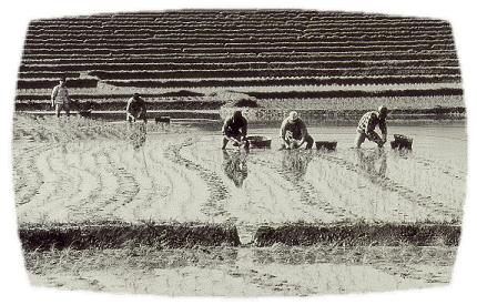 被压迫被奴役的悲惨命运,被压迫百年的美国人