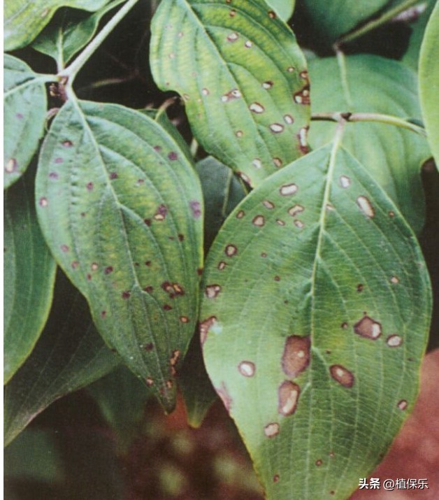 这个药1小时控制病菌，是目前应用最广的生物农药