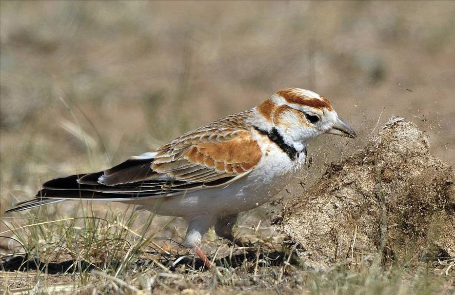 50张最佳鸟类摄影作品,鸟儿大全大图