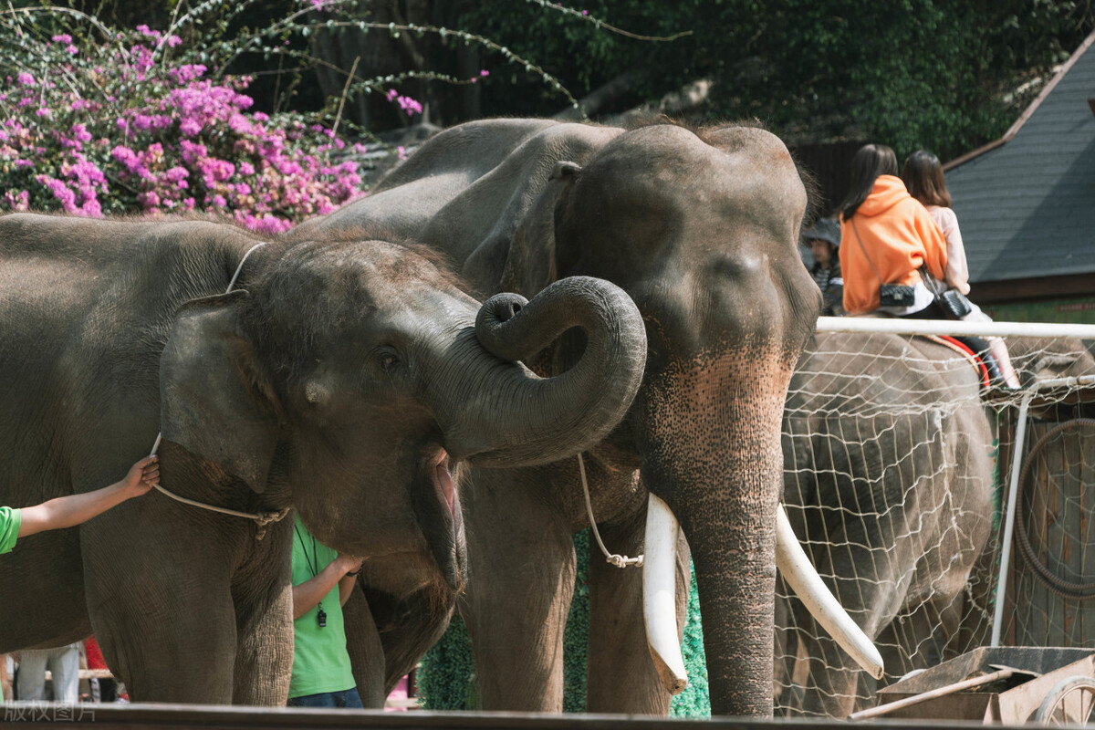 西双版纳避寒避暑的雨林仙境,西双版纳避寒度假