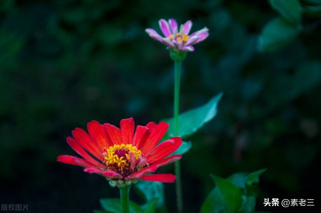 女作家去做保姆651,女作家去做保姆剧情