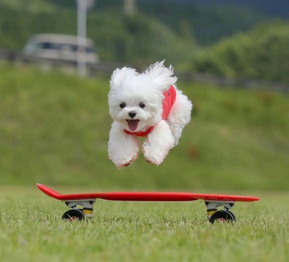 狗狗不来例假了是怎么回事啊,狗狗第一次来例假大概多长时间