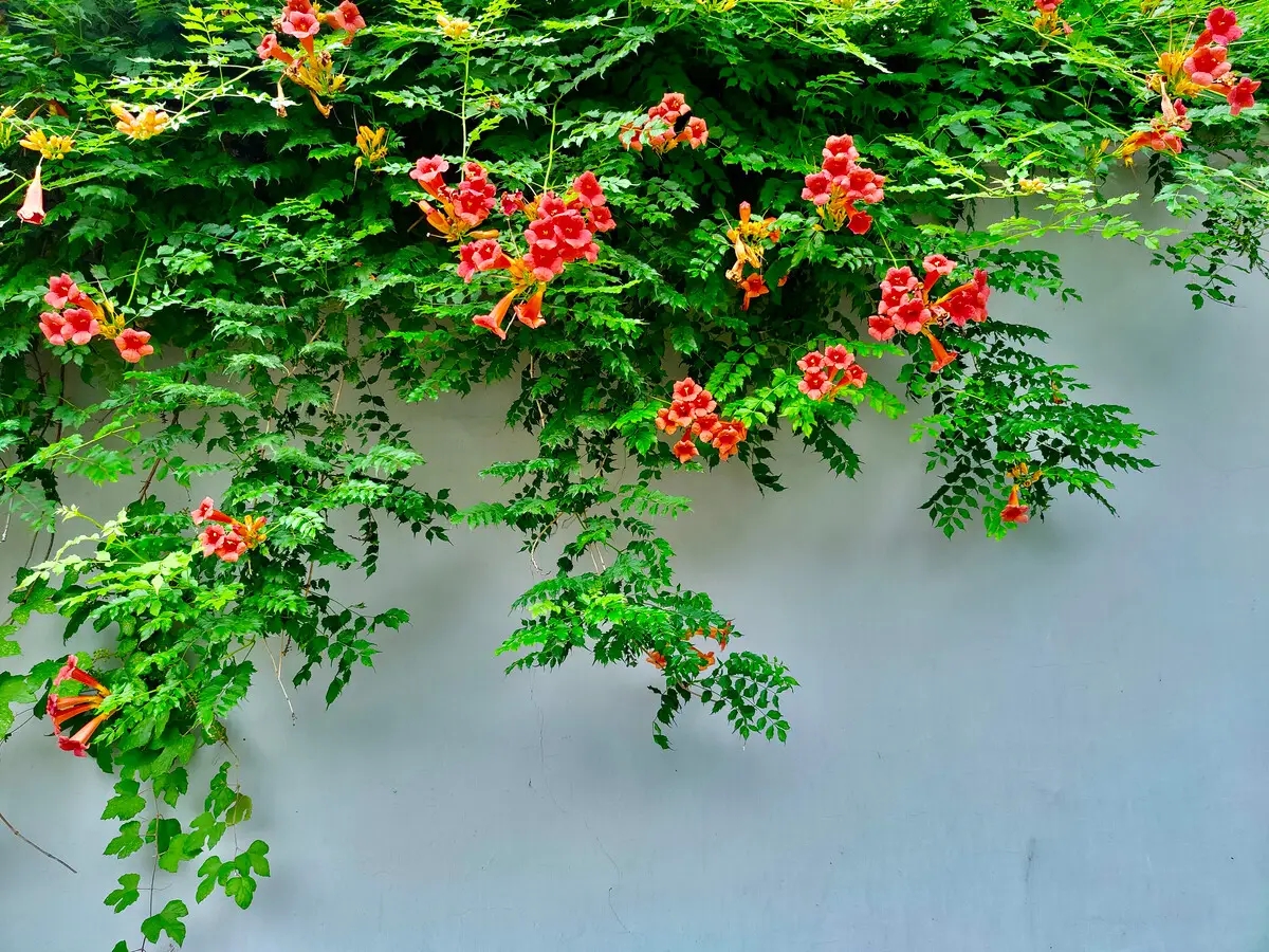 天气热懒人种什么花草好,适合户外种植的花草北方能种植吗