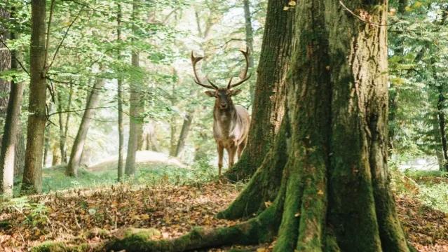 我和儿子干妈钻小树林的那些事儿