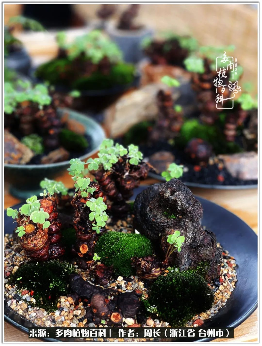 云南树脂粘土多肉组合拼盘创意,多肉拼盘的五个要点是什么