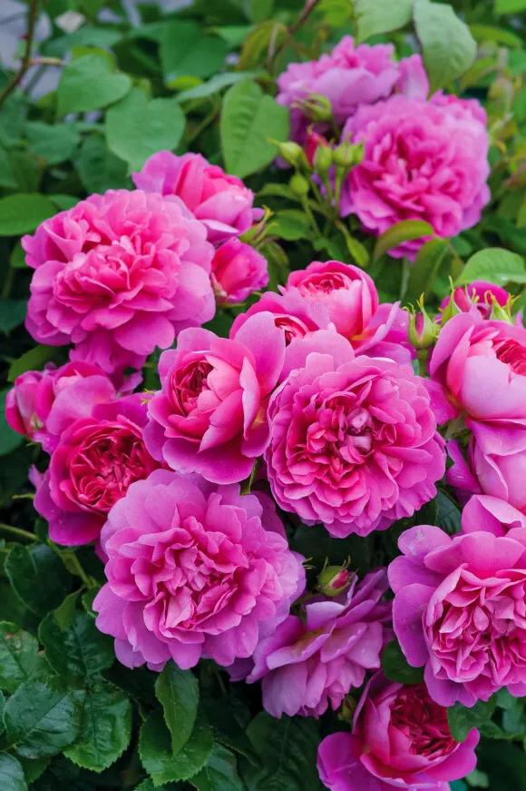 安妮公主月季优缺点,安妮公主月季耐热