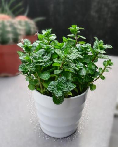 卧室净化空气有香味的植物,在卧室可以养的花好看香好养