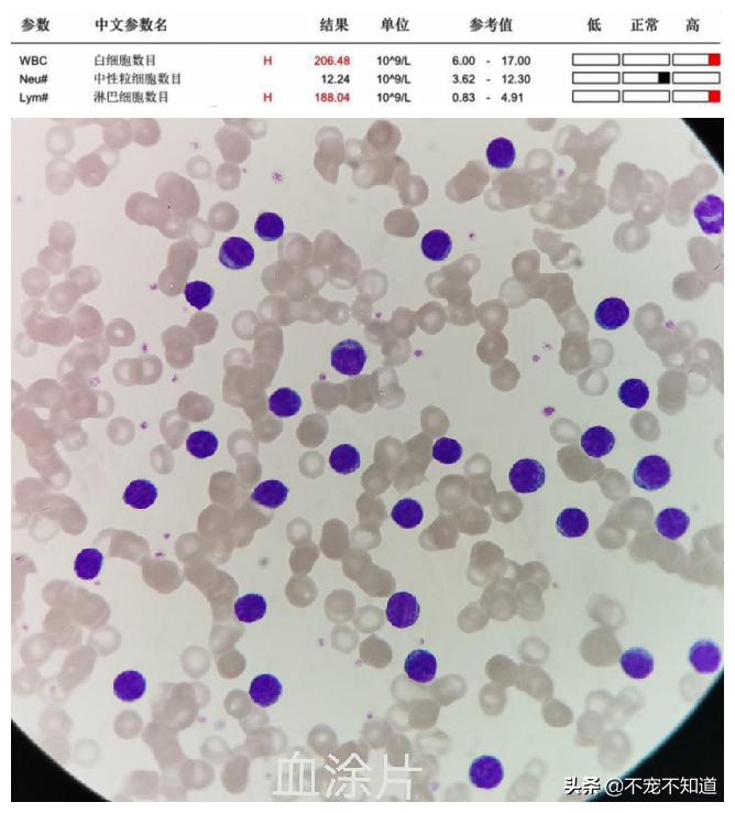 狗狗淋巴肿大，有可能是患了白血病