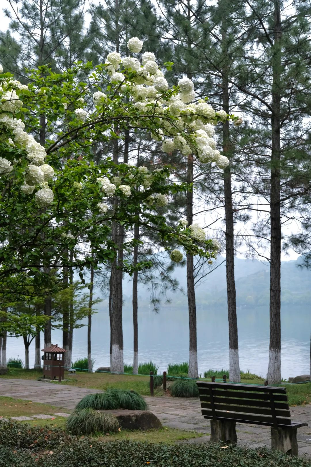 听我的，四月的杭州才是浪漫天花板。