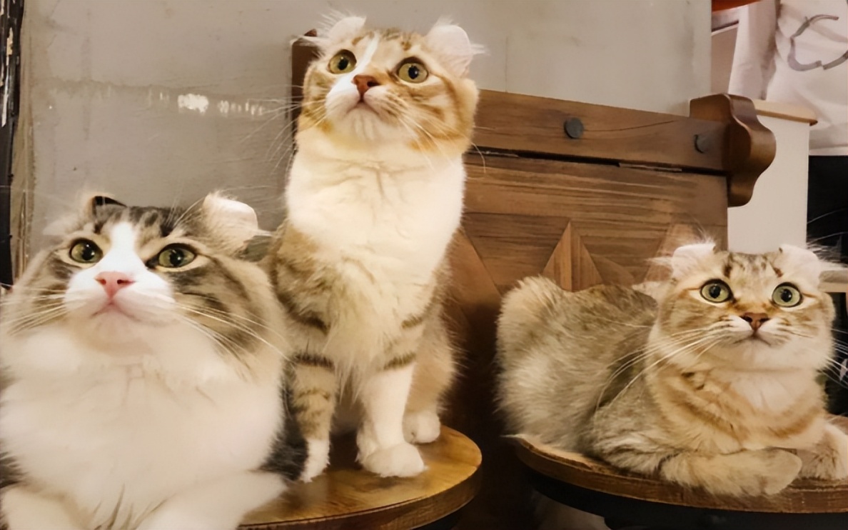 新猫来家原住民会不高兴吗,新猫进家如何与原住民相处