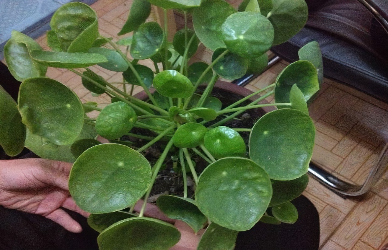 镜面草怎么养最好,镜面草小知识