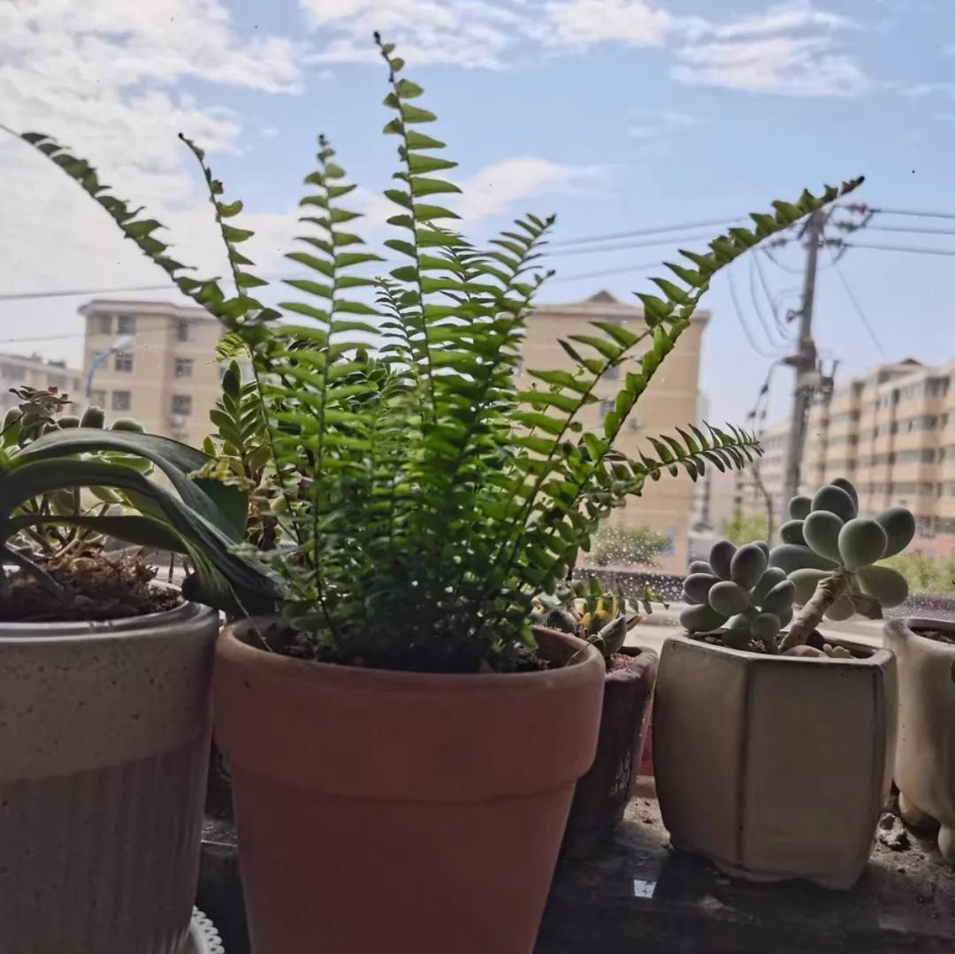 哪些花卉吸甲醛最好,室内哪些绿植可以吸甲醛