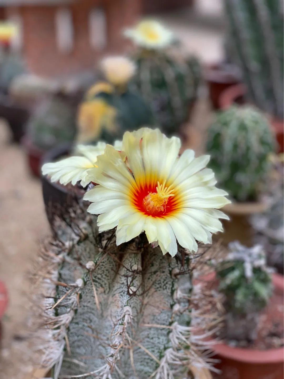 仙人掌花开的如此绚烂,仙人掌开花代表什么