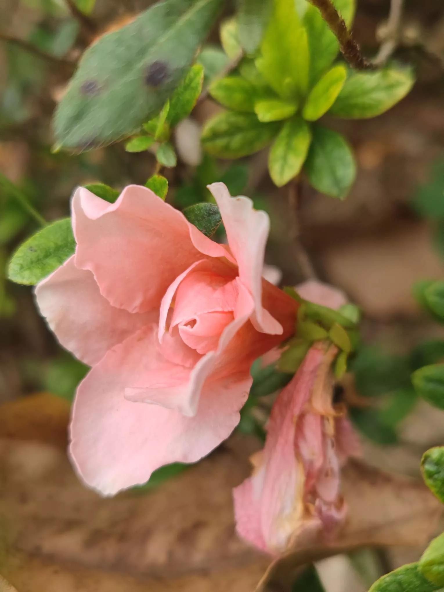 花草种类名称介绍,各种各样的花草名称大全