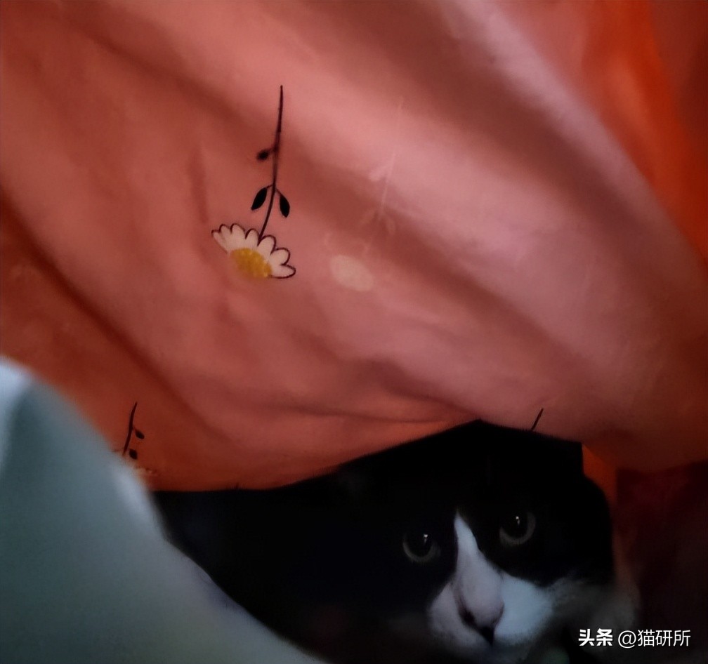 冬天猫咪一直睡觉无精打采,冬天猫咪睡觉会感觉冷吗