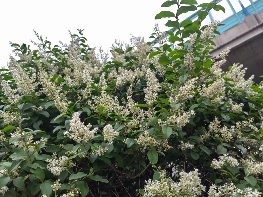 小蜡和小叶女贞区别,小叶女贞和水蜡叶片的区别