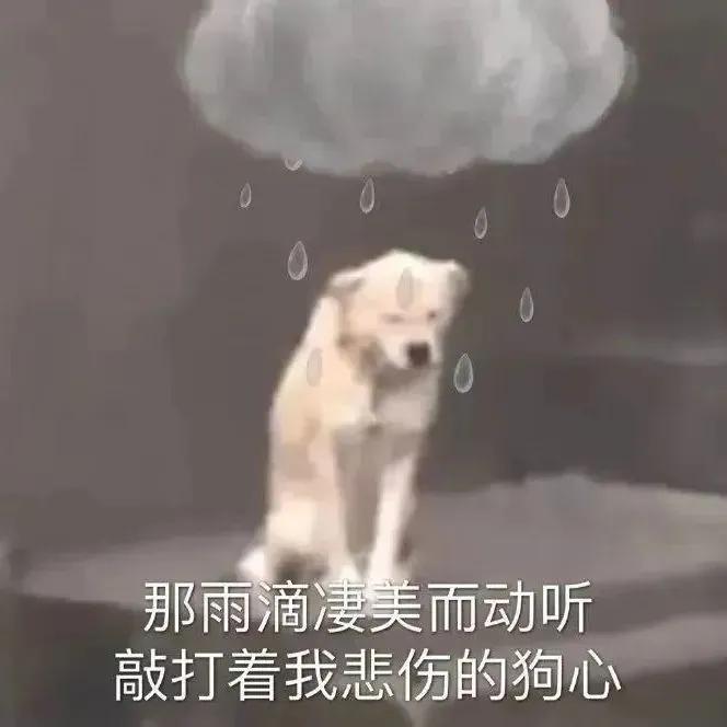 最近比较火的小狗表情包,最近特别火的小狗表情包