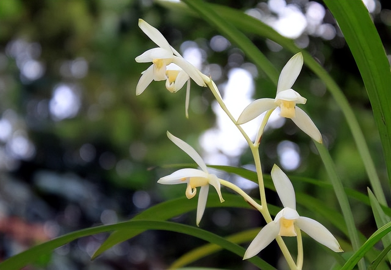 养什么品种的兰花又香又好养,兰花都有哪些常见常养的品种