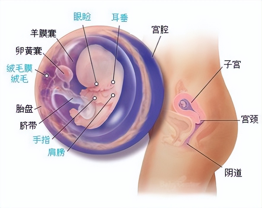 十月怀胎都是怎么度过的,十月怀胎过程视频大全