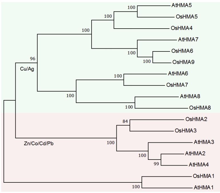 现代农业研究：水稻重金属P型ATP酶OsHMA6可能是铜外排蛋白