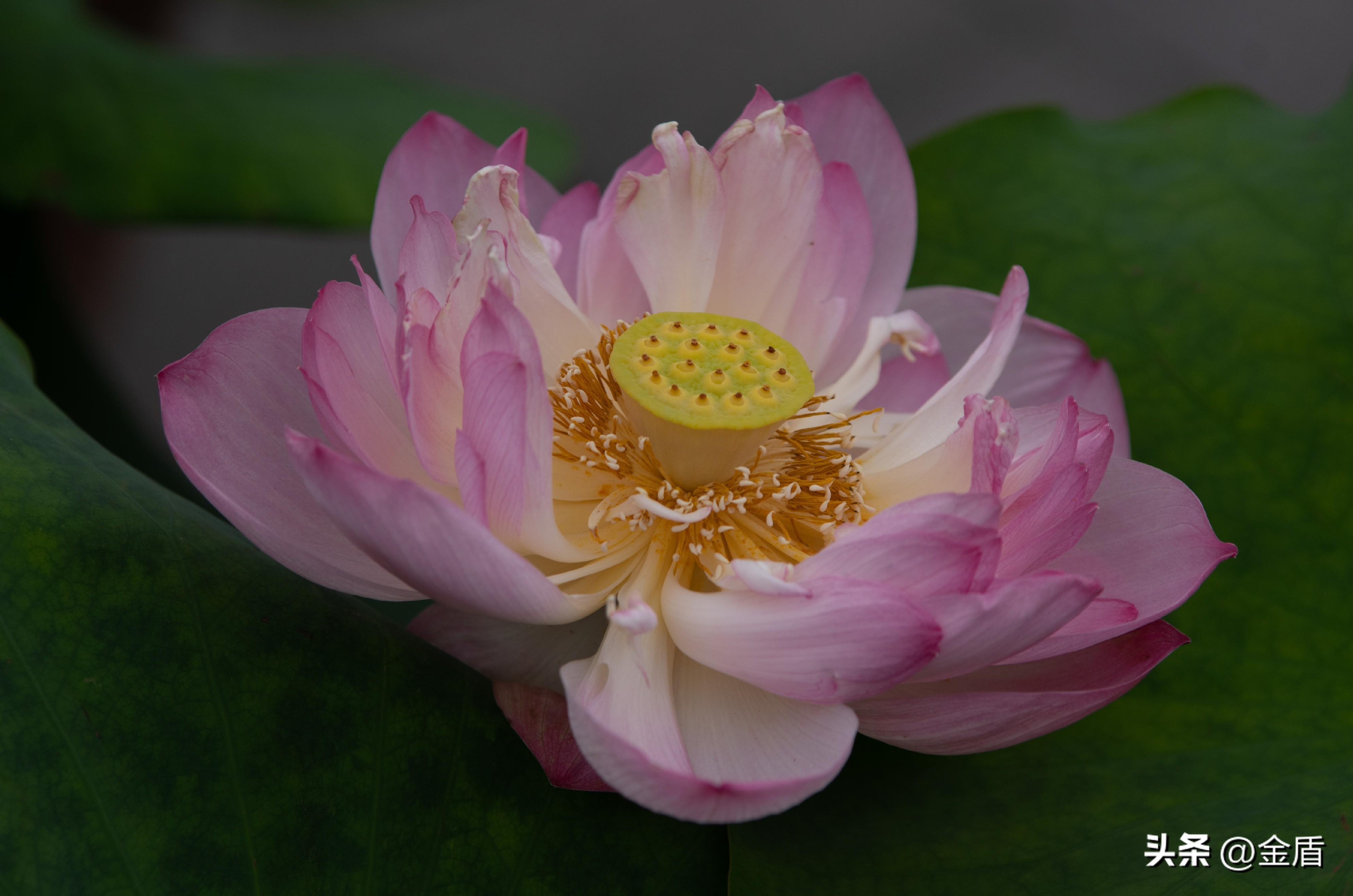 荷花象征着纯洁无瑕,纯洁无瑕的荷花