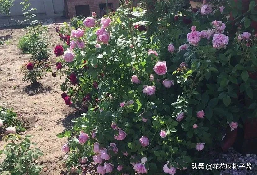 花期特别短暂开放好看的粉色月季,粉色可爱融化你的少女心月季