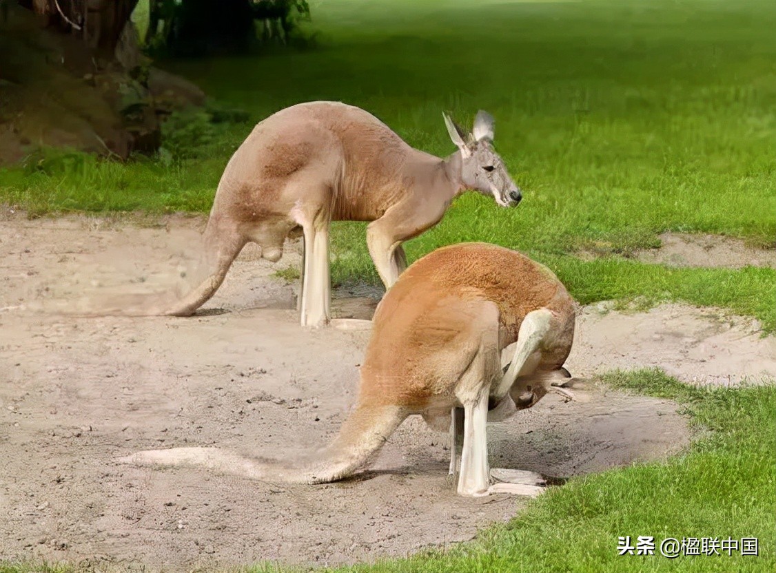 咏袋鼠诗点评——陇诗月旦辛丑小寒篇