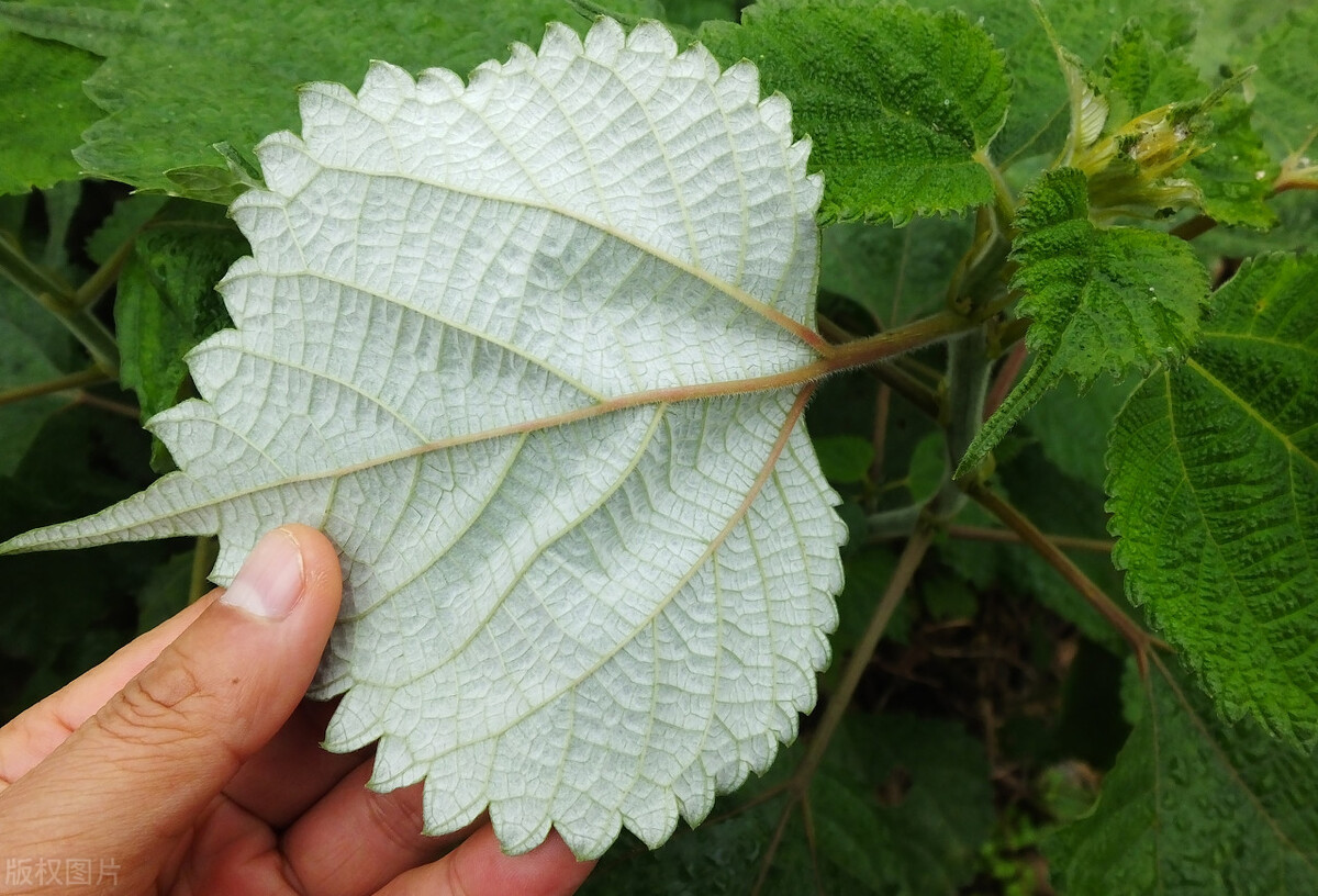 哪些草可以做青团又简单,哪些野菜可以做青团