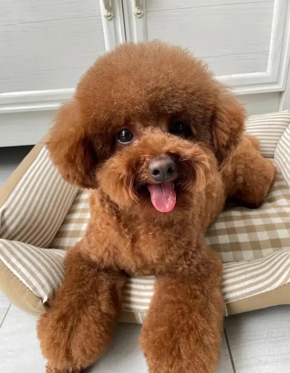 狗狗感冒受凉拉稀怎么办,狗狗感冒呕吐拉稀怎么办