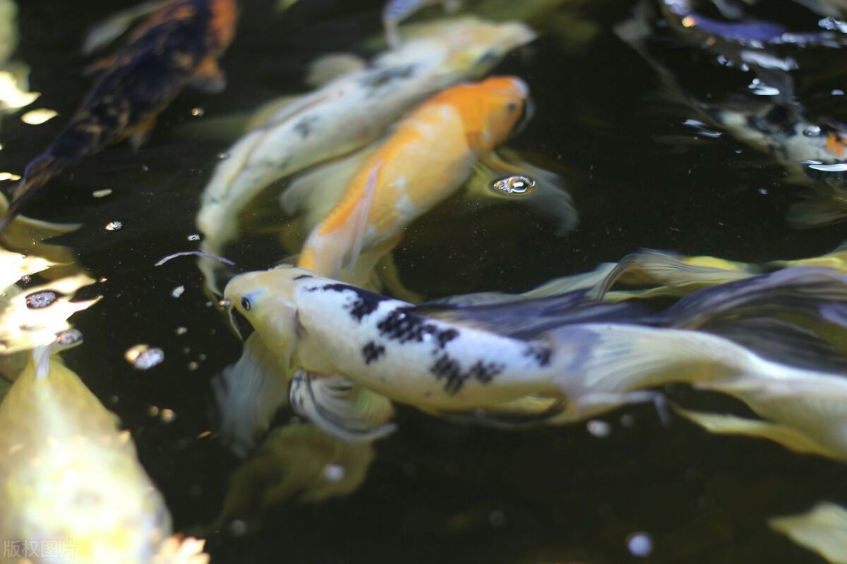 滕王阁序中的贪泉是哪里,滕王阁序中的典故和寓意