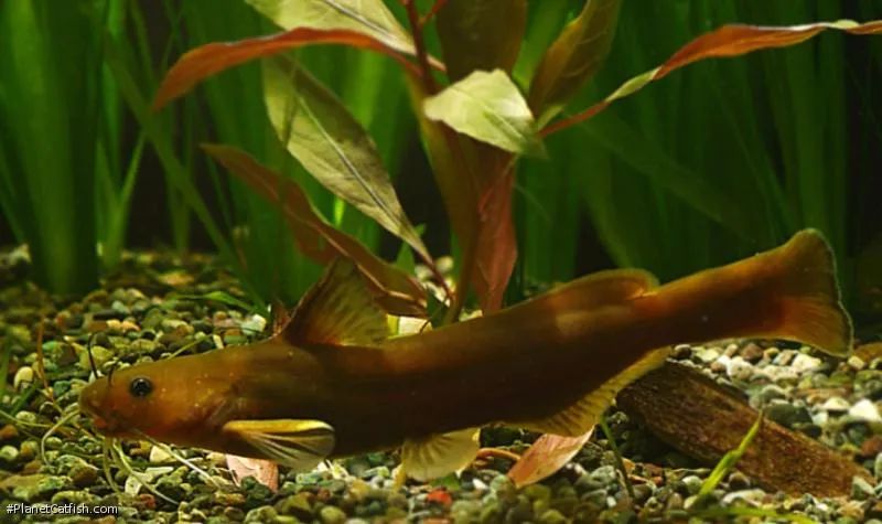 黑龙江三花五罗十八子图片,黑龙江名鱼三花五罗